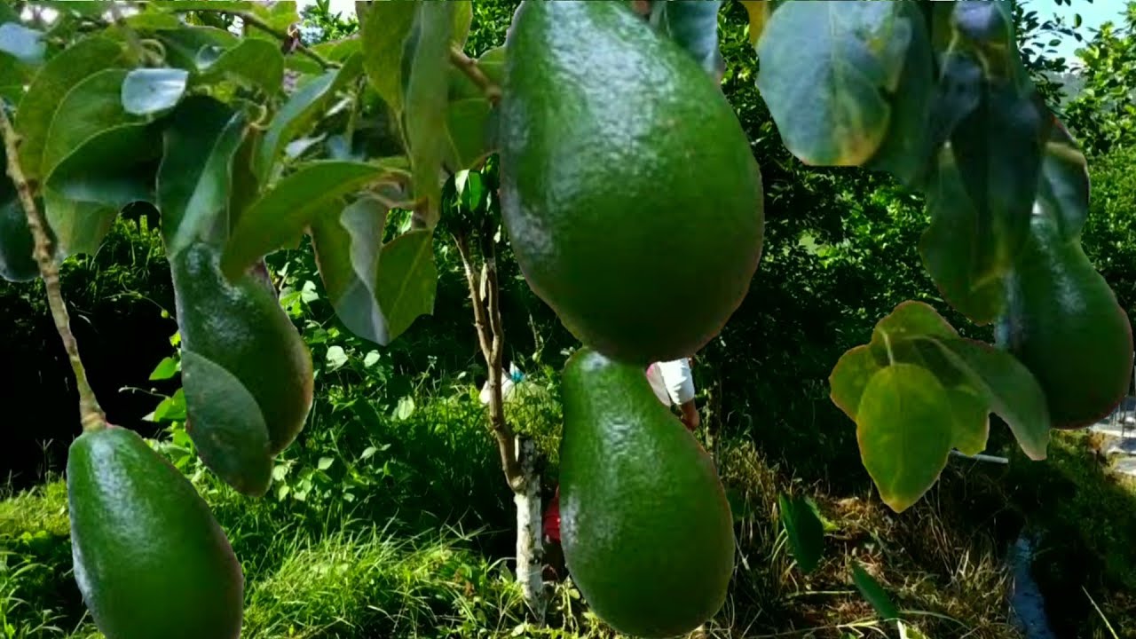 BUAT ALPUKAT DARI BIJI CEPAT BERBUAH 
