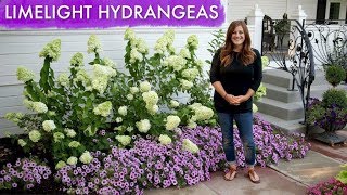 видео Hydrangea paniculata Limelight