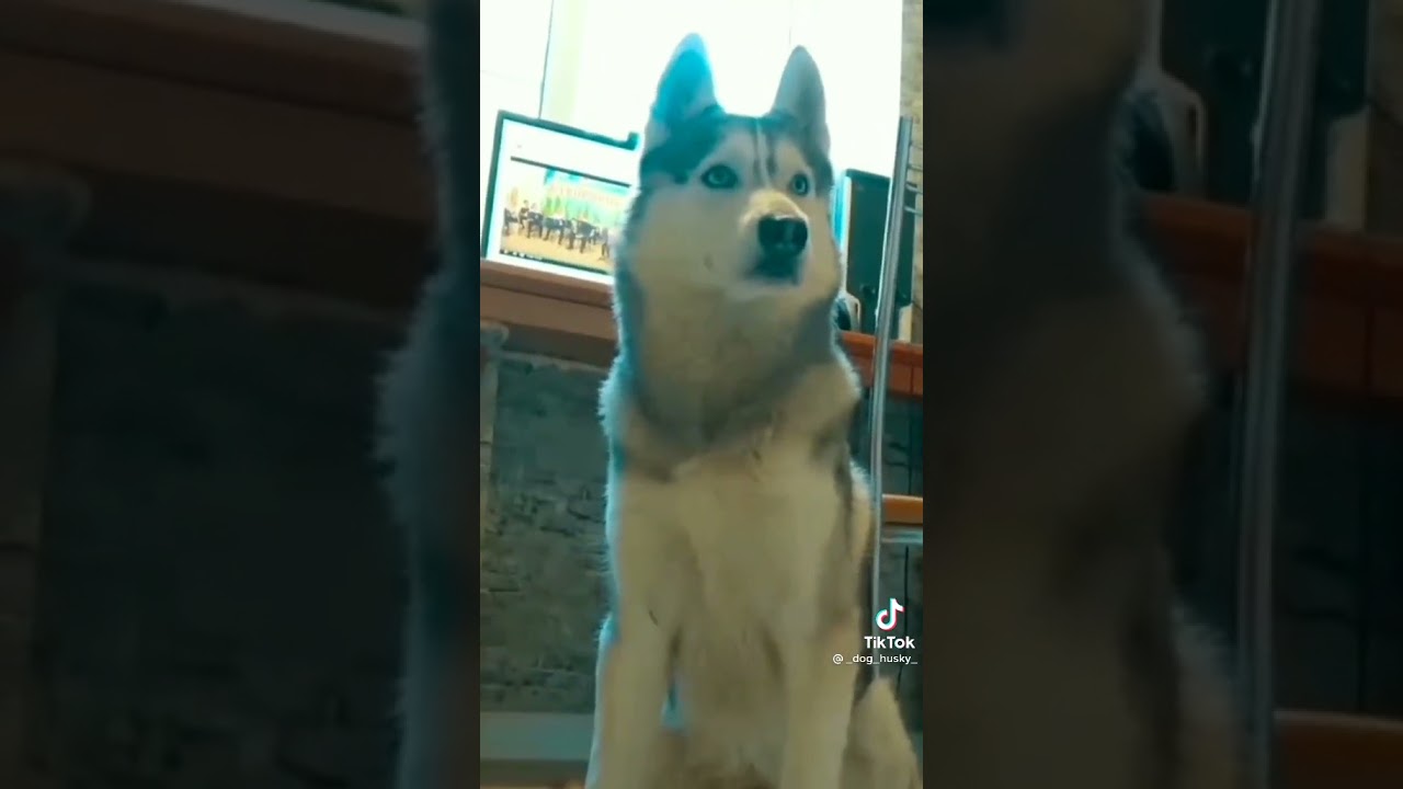 сибирский хаски бандит и бублик. карелия хаски. собака бандит хаски. хаски бублик. хаски бандит и бублик.