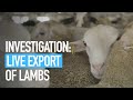 Investigation live export of lambs  animal equality