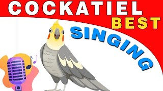 singing cockatiel bird | cockatiel talking and singing