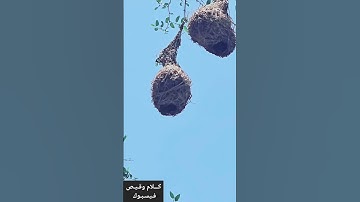 من أبلغ دروس البلاد👈 {وَمَن يَتَوَكَّلْ عَلَى اللَّهِ فَهُوَ حَسْبُهُ}سورة الطلاق، الآية 3