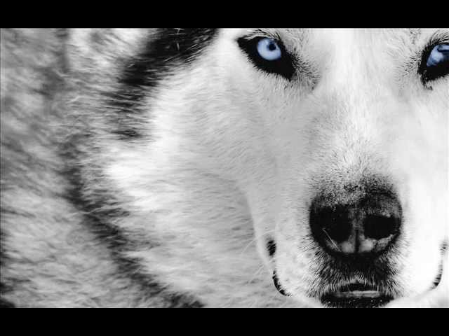 Son of a wolf When the fight is…» — создано в Шедевруме