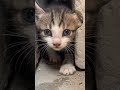 #KittenShorts#CuteAnimals#SadStory#AnimalLovers#CatVideos
