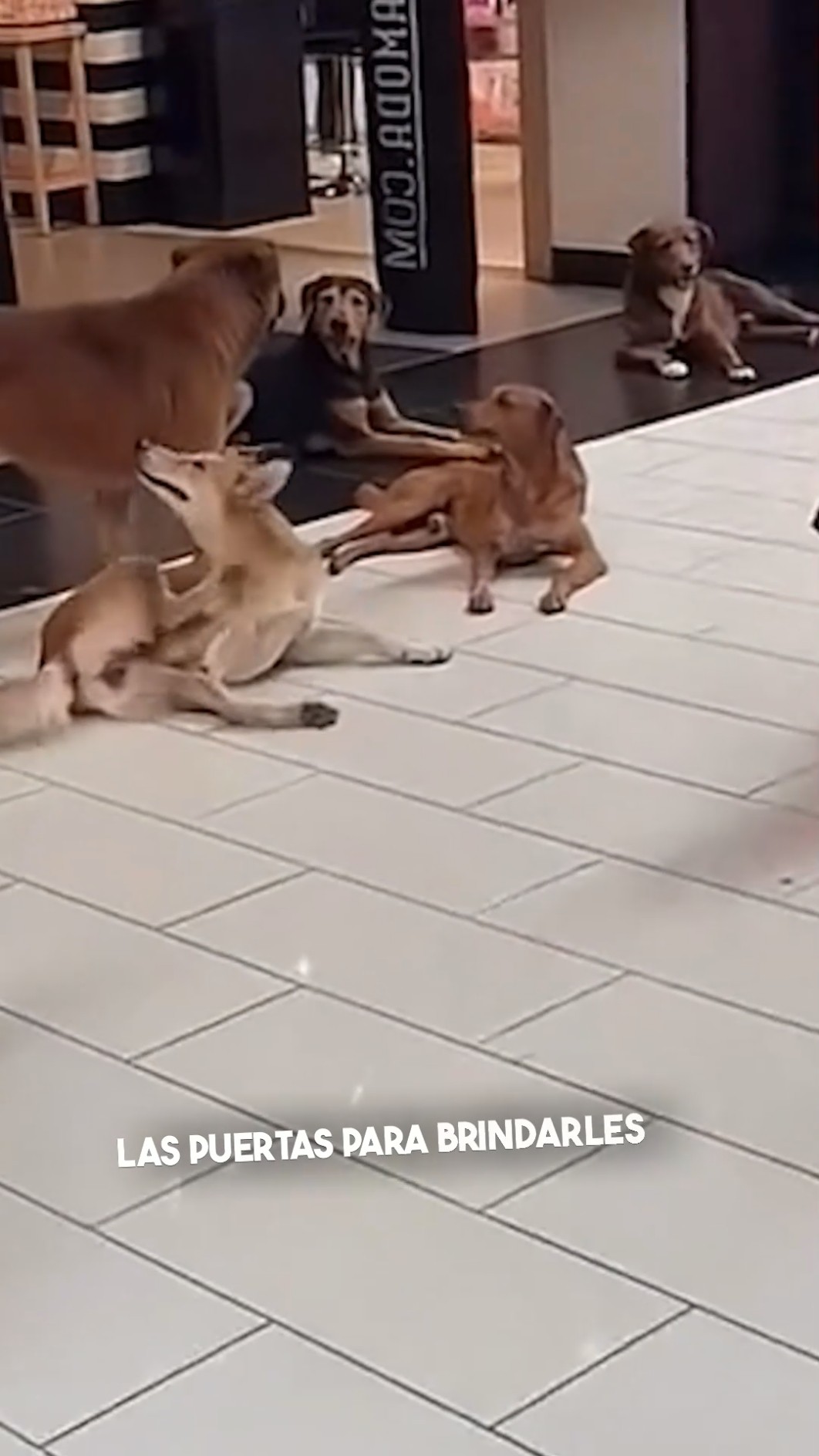 ¡Luchando por Refugio Bajo la Lluvia! ??