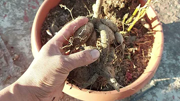 ¿Se pueden dejar los bulbos de dalia en la tierra todo el año?
