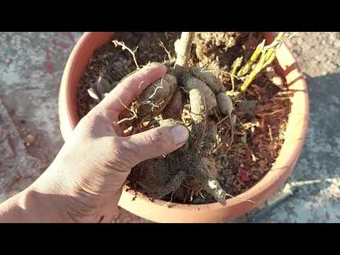 Vídeo: Como Salvar Tubérculos De Dália Em Um Apartamento Na Cidade