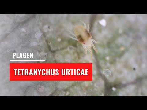 The life cycle of Tetranychus urticae | Two-spotted spider mite