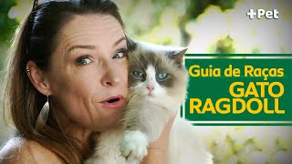 RAGDOLL, O GATO QUE PARECE UMA BONECA DE PANO! | CANAL MAIS PET