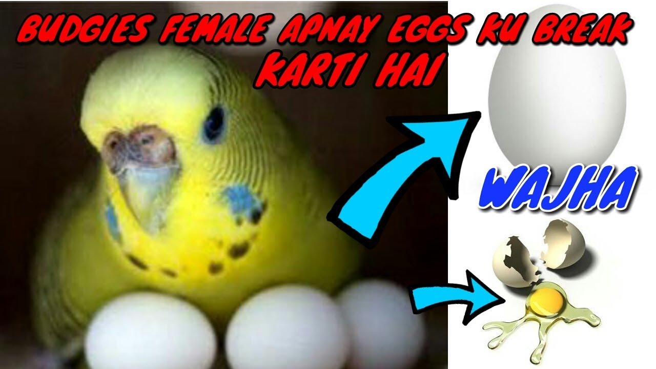 Why Budgie Female break his own Eggs | budgies female apnay eggs ku
