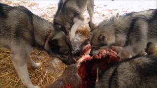 7mo Siberian Huskies eating whole-prey style raw