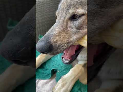 Video: Doggy Dreadlocks: Alles über Corded Coats in Hunde