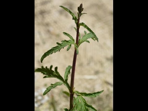 Verbena O Hierva Sagrada Verbena Officinalis Youtube