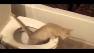 Кот в туалете!