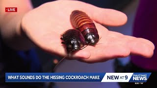 IMAGine That!: Learning more about the Madagascar hissing cockroach IMAGine That!: Learning more about the Madagascar hissing cockroach