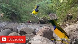 suara master burung konin,korlap,SOGON dan wiceh. dan terapi air / rileksasi