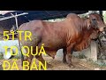 Hộ bán con bò giá 51tr, bò nọc giống Brahman, bò đẹp siêu to khổng lồ,của hộ nuôi bò vỗ béo,NDTV