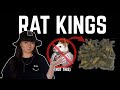 Real cryptids rat kings