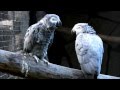 Warszawskie ZOO - Żako - Congo African Grey Parrot - Psittacus erithacus erithacus