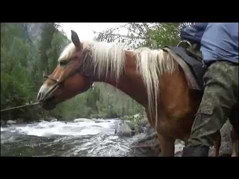 Лошади горный Алтай охота