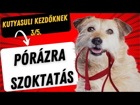 Videó: 3 módszer a halott macska megismerésére