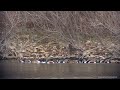 Patos cuchara comiendo en grupo ( Spatula platalra )