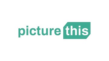 Picture This, a global video competition in support of the Sustainable Development Goals