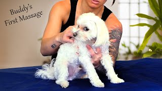 Tense to Tail-Wagging 🐶 BEST Puppy Massage Therapy 🐕‍🦺 Buddy is one of our most Fiesty Clients 🐶 by PsycheTruth 2,134 views 9 days ago 5 minutes, 58 seconds