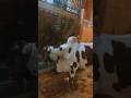 QURBANI SPECIAL ATTack COW#shorts #cow #qurbani #animals #trending #shortsfeed #MANDI #bulls