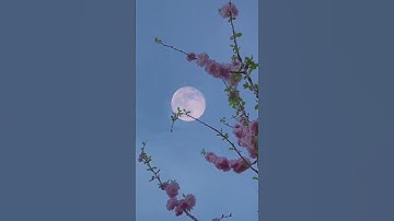 سورة الفتح بصوت ماهر المعيقلي كامله ف القناه