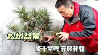 The method of pine bonsai broken stem and bent by grafting松樹盆景破幹拿彎靠接補枝操作中的方法