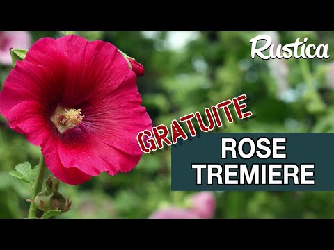 Vidéo: Hollyhock Plant Care - Comment faire pousser des roses trémières