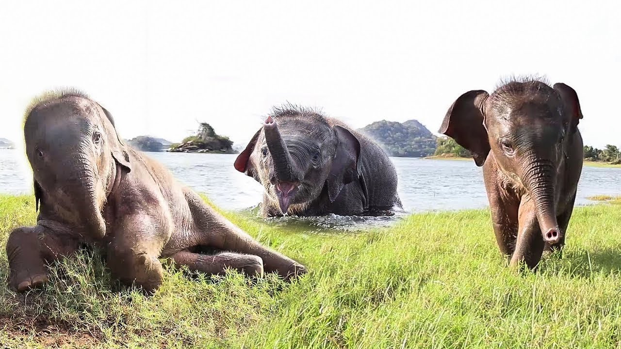 elephas maximus linnaeus Beautiful and adorable baby elephant wants to swim