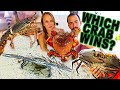 What’s the Best Eating Crab in Australia? Spanners Vs Mud Crab,Blue Swimmer & Crayfish Sailing Popao