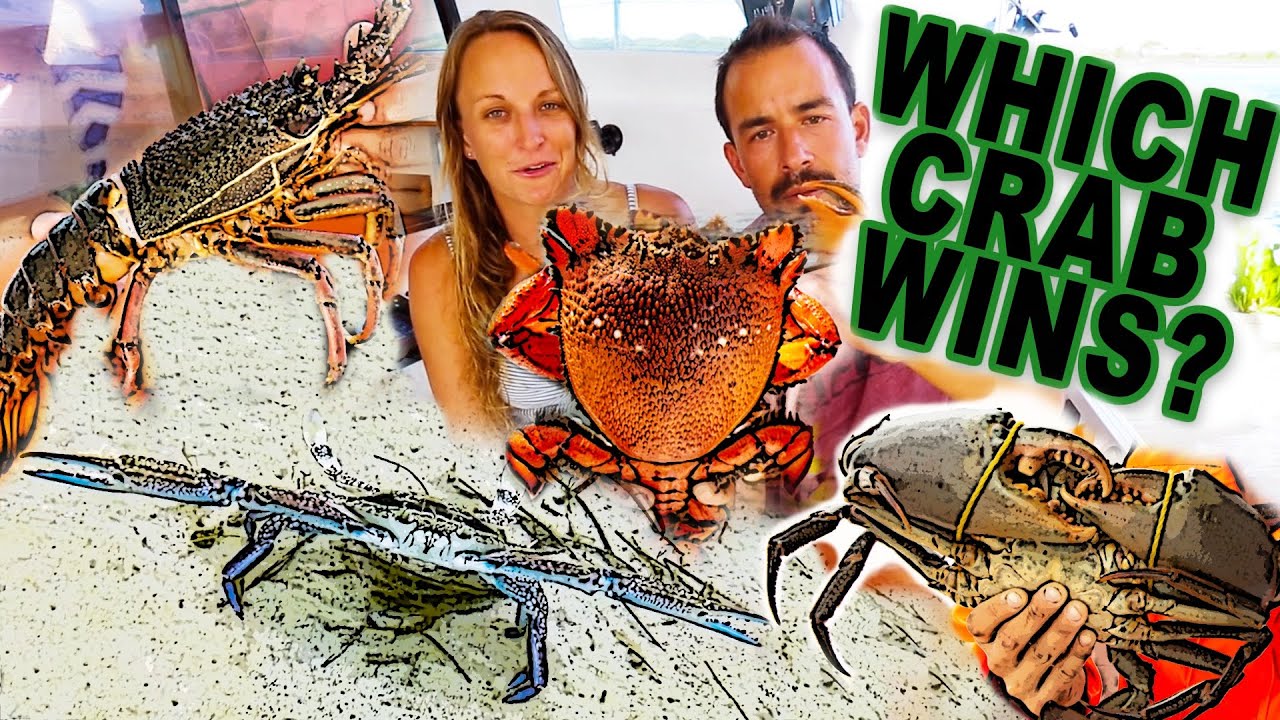 The GREAT Australian CRAB COOK OFF! Spanners Vs Mud Crab,Blue Swimmer & Crayfish Sailing Popao