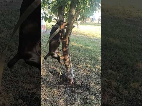 #ягдтерьер #puppy #смешновидео #лучшее #шуточное #позитив #funny #суперсобака #охота