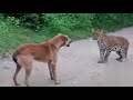 【花豹】當大黃狗野外遇見花豹 When the dog meets the leopard