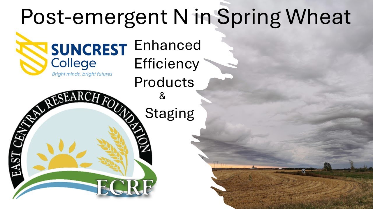 Post emergent N in Spring Wheat 2024