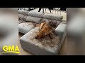 Golden retriever turns living room couch into mud pit