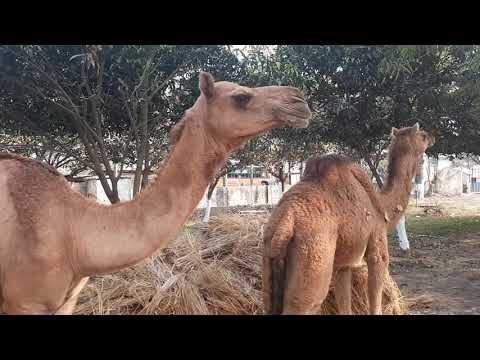 ভিডিও: বি টেক কি রাজস্থানে বি এডের জন্য যোগ্য?