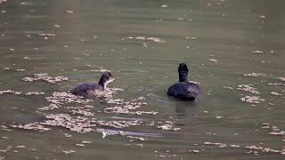 Eurasian coot feeding a baby