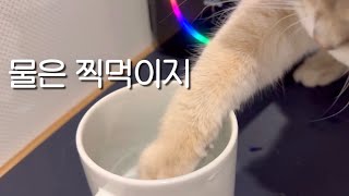 물을 찍어 먹는 고양이와 일상 브이로그