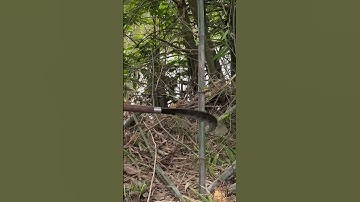 Tôi làm con dao quắm phát rẫy bằng thép nhíp Nga chặt cây tre như chặt chuối vậy