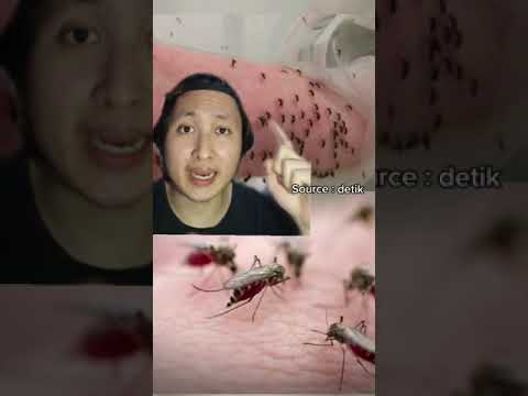 Video: Nyamuk ialah serangga penghisap darah. Penerangan dan pengedaran nyamuk