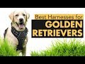 Top Harnesses Recommended for Golden Retrievers: A Comprehensive Guide