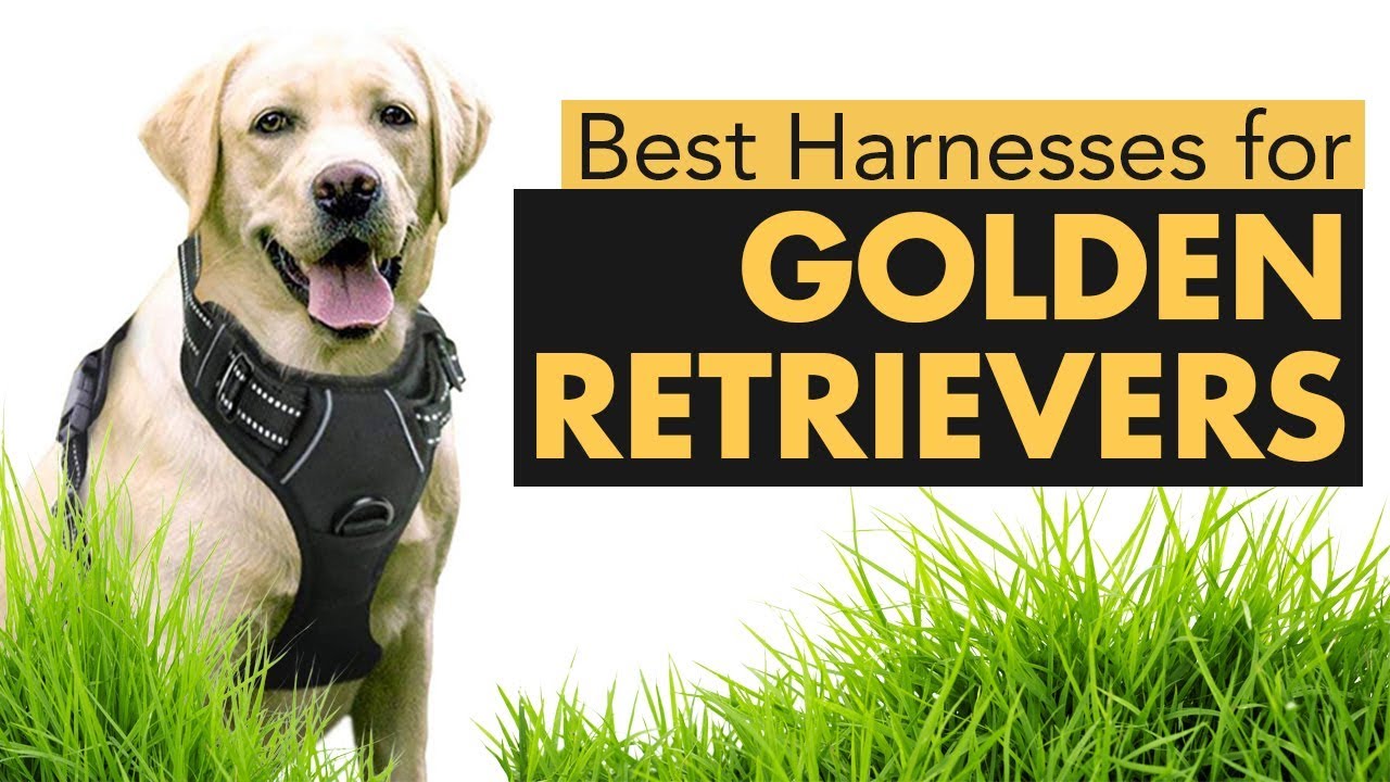 best harnesses for golden retrievers