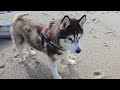 Old husky climbs down to the beach im so proud of him