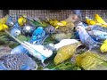 Love birds budgie playing with each other and eating food in love birds cageindia