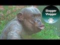 Hairless chimpanzee with pouting lips kicking door with force
