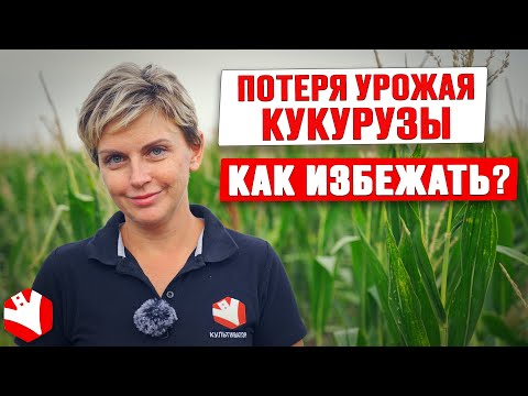 Фосфор в питании кукурузы: признаки недостатка и избытка  | Растениеводство | Культиватор